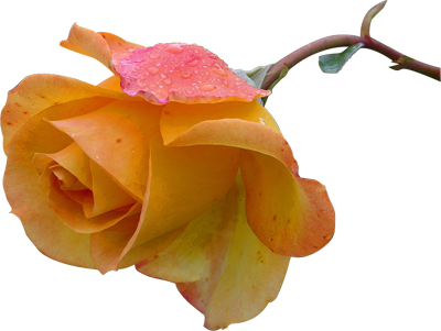 tika testWebp_Alpha_Lossless.webp